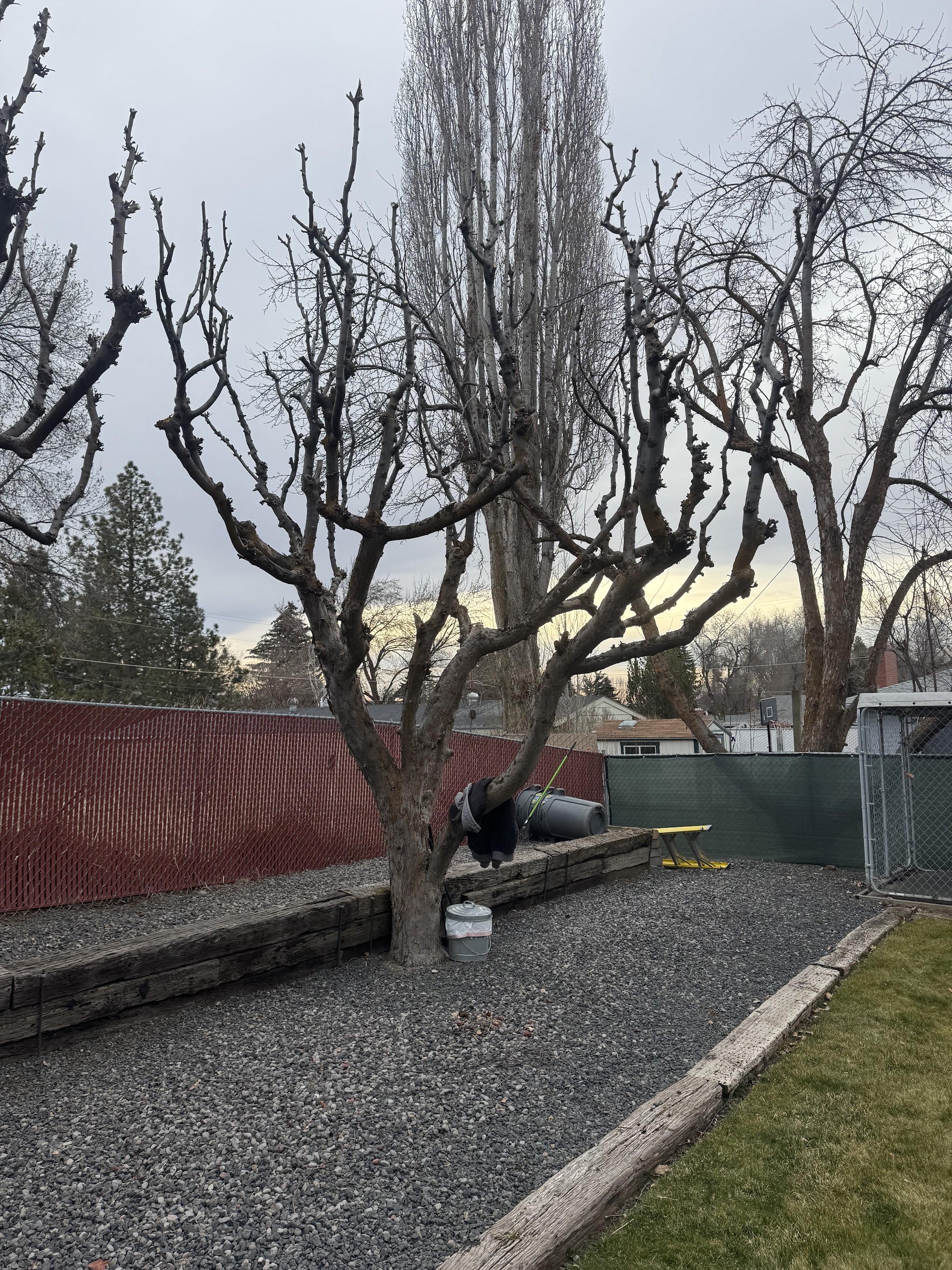 Deciduous tree after a structural winter pruning