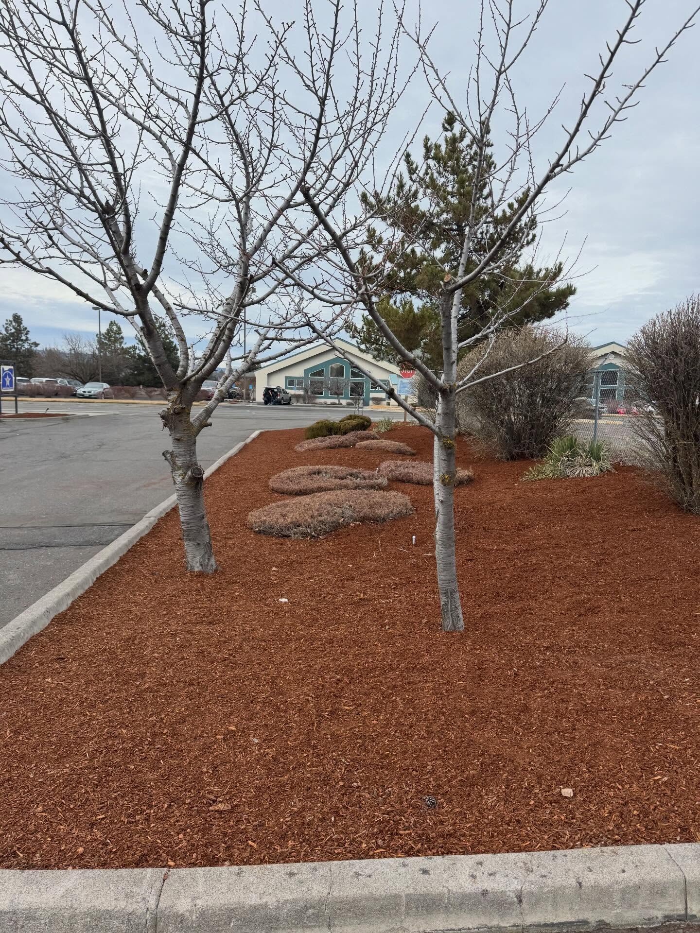 Fresh mulch bed with young trees at a commercial property